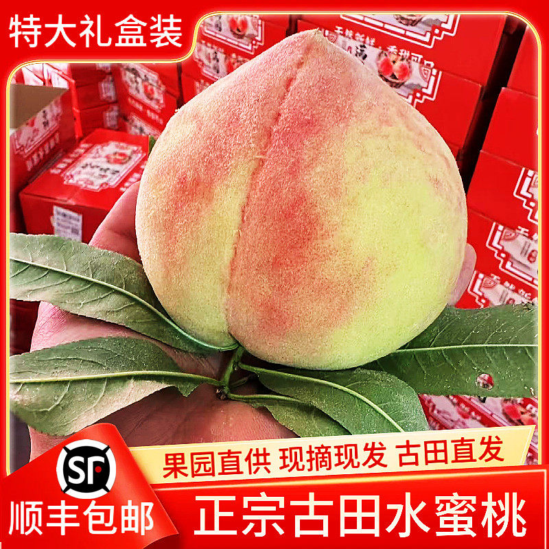 【现摘顺丰】正宗古田水蜜桃脆甜大桃子当季孕妇吃新鲜水果礼盒装