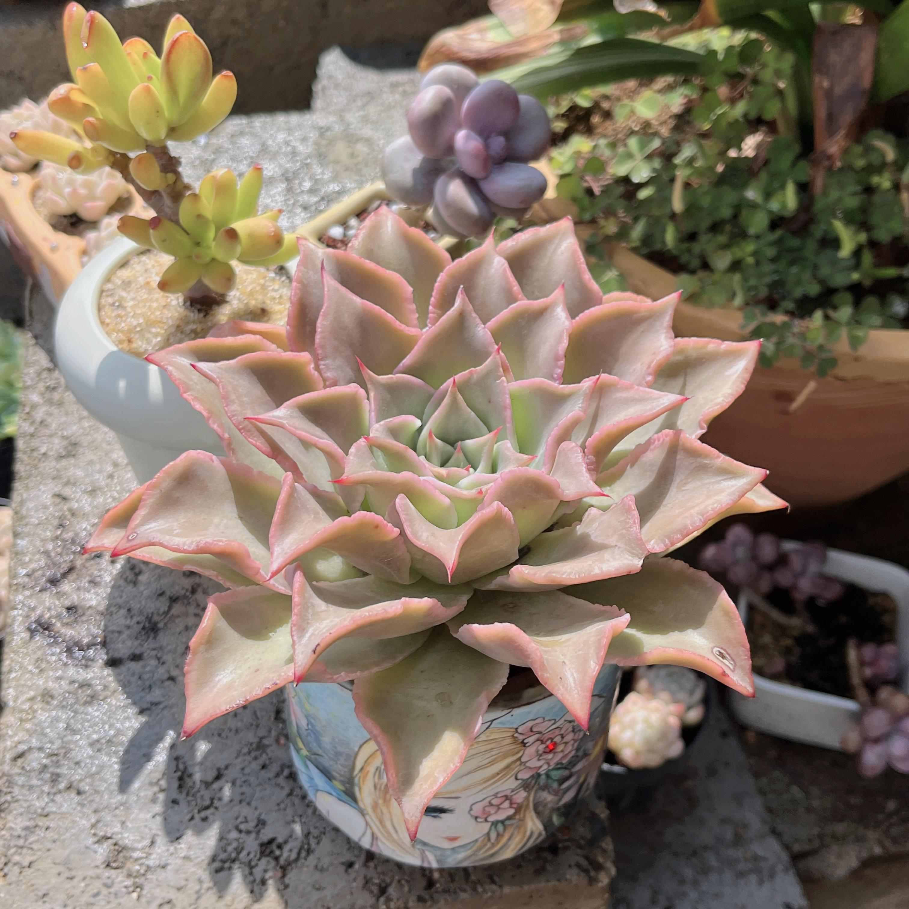 进口贵货饺子皮多肉褶皱植物花卉盆栽室内阳台办公室绿植