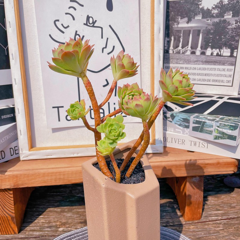 绿蔷薇造型老桩群生多肉植物新手好养易活办公室书房萌物绿植盆栽