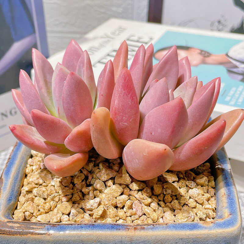 多肉植物桃花源老桩肉肉易爆盆群生多头大颗盆栽花卉室内阳台桌面