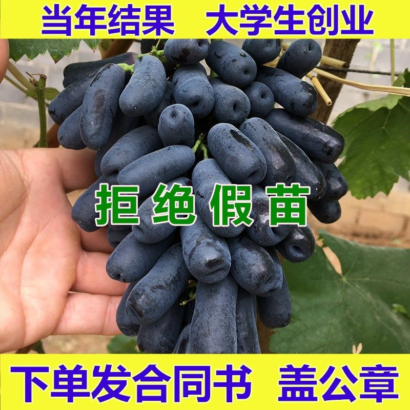 澳洲金手指黑提葡萄苗无籽棉花糖葡萄树苗早熟盆栽地栽南北方种植|ruв категории доставка цветов/цветок моделирования/растения садоводства, садовое растение/даосское дерево/фруктовых деревьев, фруктовых деревьев - от Buy2taobao.com для оказания профессиональной услуги покупки агента Taobao