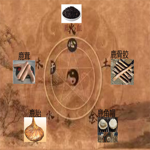 鹿五宝全鹿大补丸全鹿丸梅花鹿胎鹿角帽鹿心血鹿骨粉含血干鹿茸