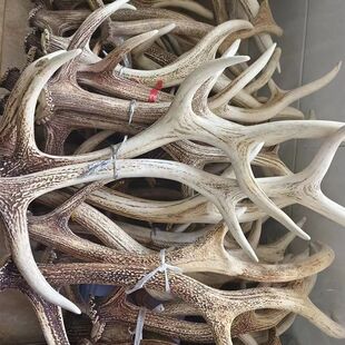 梅花鹿鹿角整枝 整根整只 摆件工艺品吉林梅花鹿双阳鹿乡原材熬胶