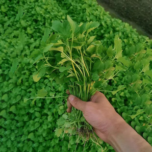 潮汕益母草新鲜坤草野菜女性修养生理期需要500g菜鲜蔬菜现摘现发