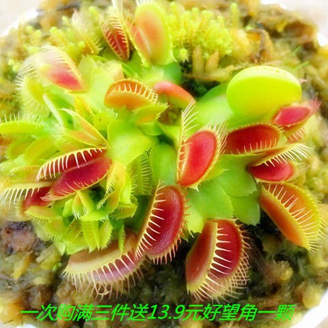 网友分享在meiguo.com的图片