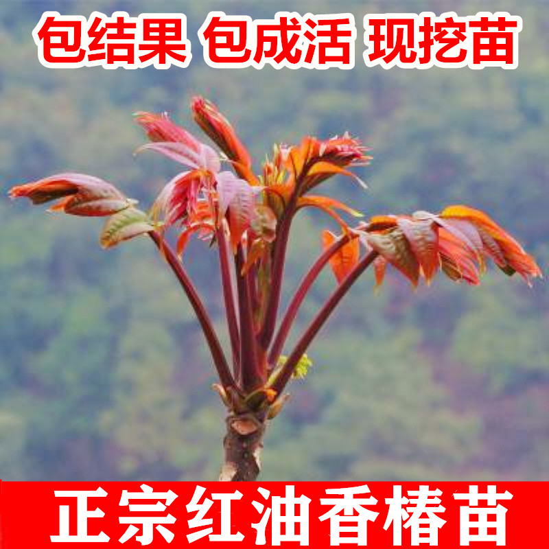 四季种香椿种子红油香椿树苗春芽大红椿树庭院阳台盆栽臭椿南北方 鲜花速递/花卉仿真/绿植园艺 果树 原图主图