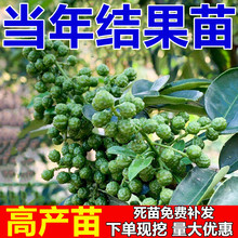 花椒苗树盆栽 食用大红袍花椒小苗四川麻椒北方地栽高产当年结果