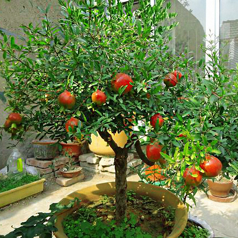 果树苗鸽血石榴树苗石榴苗无籽大果纯甜盆栽地栽南北方种植新品种