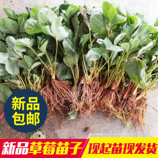 山东当年结果树苗 草莓果树苗盆栽庭院阳台栽植南北方水果 包邮