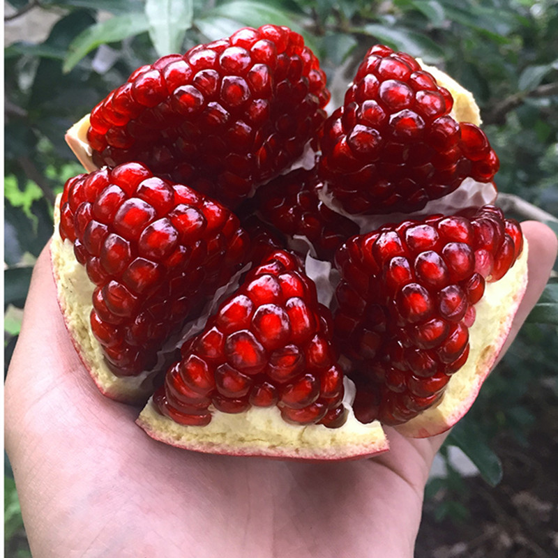 石榴南北方种植花卉果树苗包邮