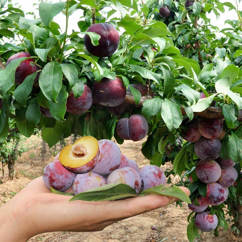 正宗黄金奈李苗青奈李油奈嫁接李子树苗果树苗南北方种植当年结果