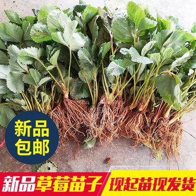 草莓苗盆栽奶油草莓带花带果实阳台庭院室内种植草莓四季结果包邮