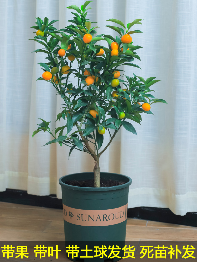 脆皮金桔盆栽苗水果树苗可食用嫁接四季金桔庭院室内带果发货花卉