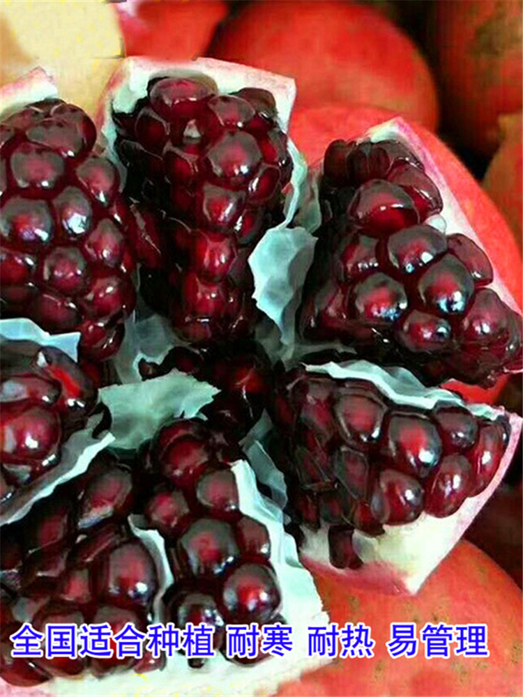 陕西临潼软籽突尼斯大红甜石榴树苗南北方种植庭院栽当年结果特