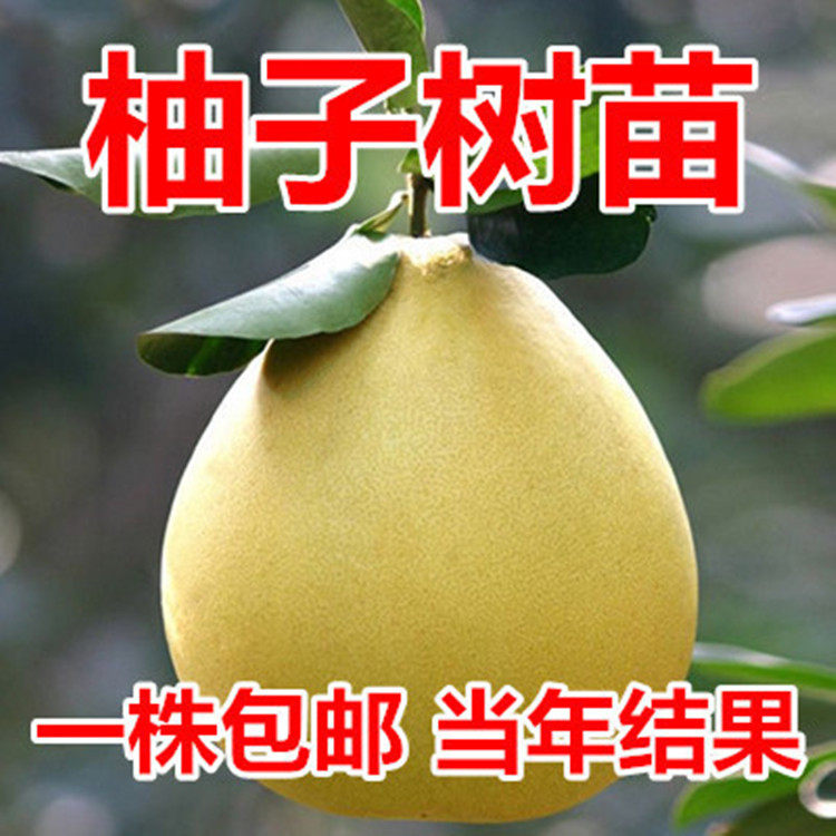 福建三红蜜柚树苗红肉密柚苗管溪平和三红柚子苗红心蜜柚苗嫁接苗