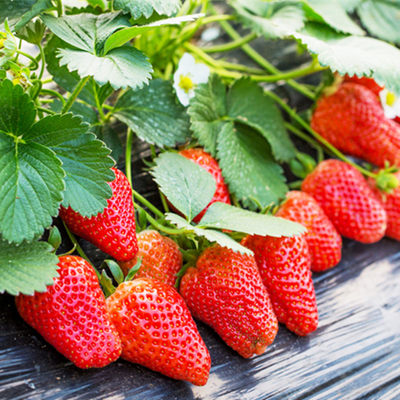 白雪公主四季草莓苗秧子攀援室内阳台盆栽大棚种植红颜果树苗包邮