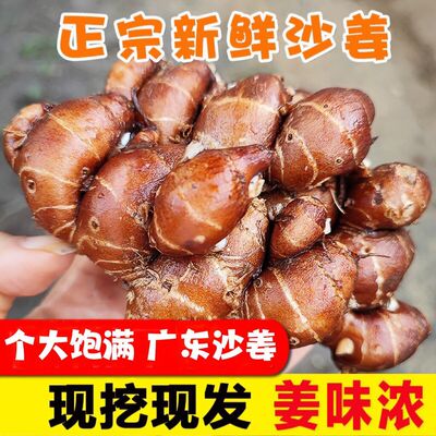 生姜梁天正宗广东茂名沙姜