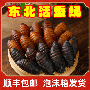 顺丰 东北特产柞蚕蛹新鲜活尖蛹大黑黄蚕蛹东北大茧蛹蝉蛹500g 包邮