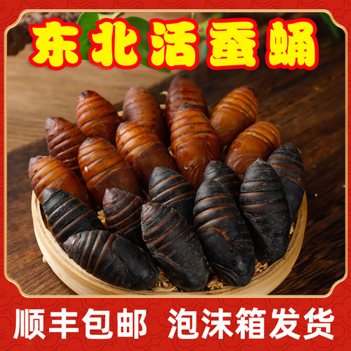 新鲜活黑黄蚕蛹东北茧蛹500gA级