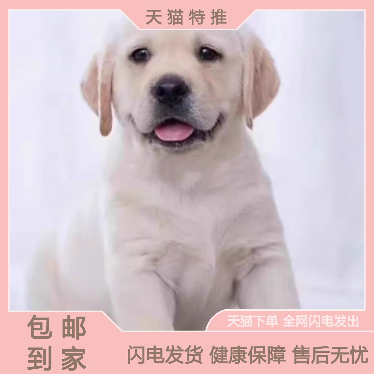 拉布多幼犬纯种导盲神小