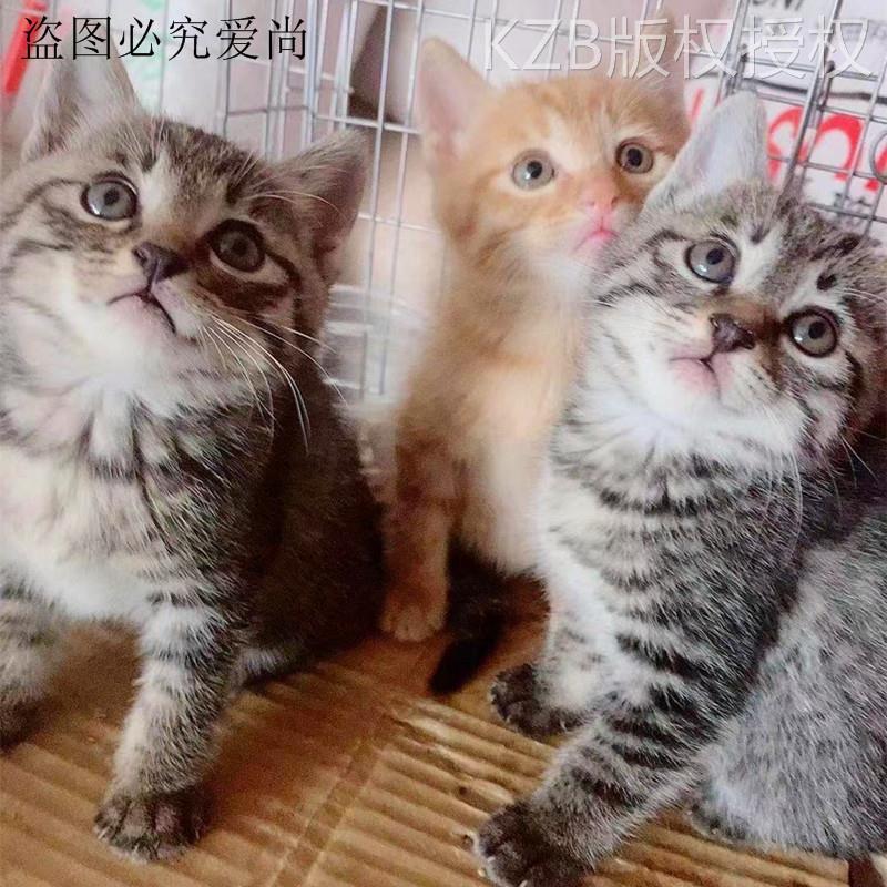 中华田园猫狸花猫梨花猫狸猫奶牛猫家猫橘猫白猫黑白奶牛猫捕鼠猫 宠物/宠物食品及用品 猫咪 原图主图