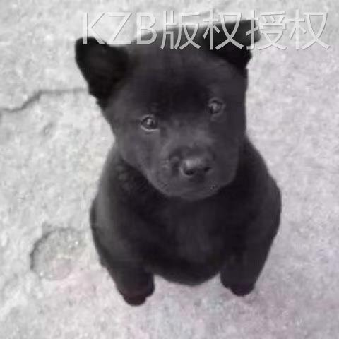 五黑犬广西土猎犬虎头赶山犬土狗看家护院大骨架正宗活物狩猎幼犬 宠物/宠物食品及用品 狗狗 原图主图