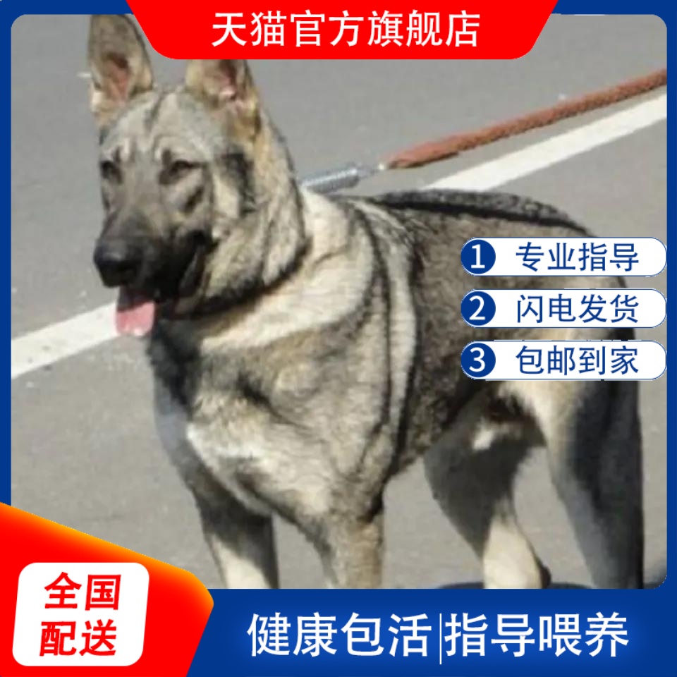 狼青犬幼犬中华田园犬护卫犬
