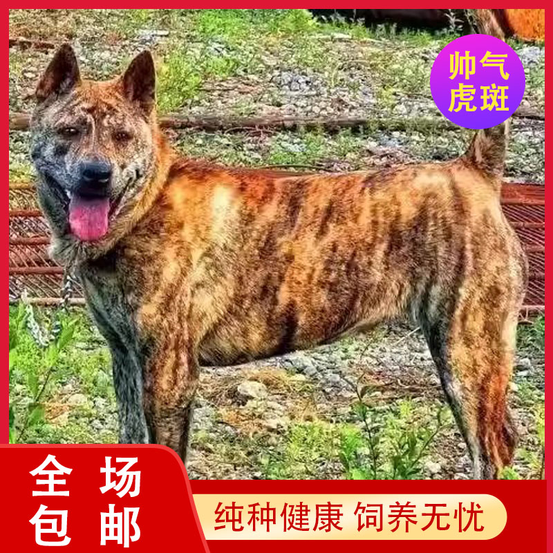 广西虎斑赶山犬虎斑犬