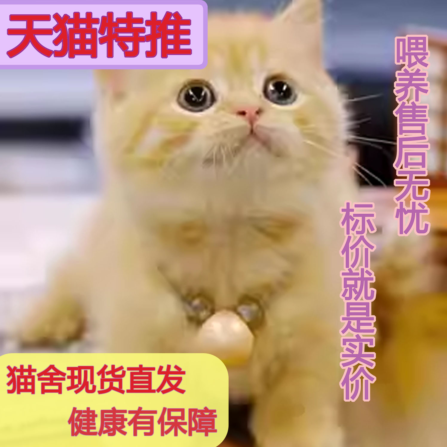 中华田园猫小奶白橘网红宠物活三