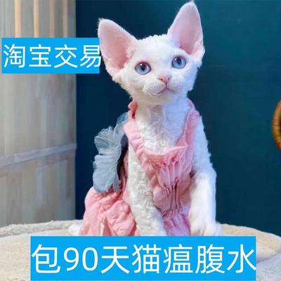 达州德文卷毛猫纯种幼猫黑白不掉毛棕虎斑猫英短宠物猫咪活体