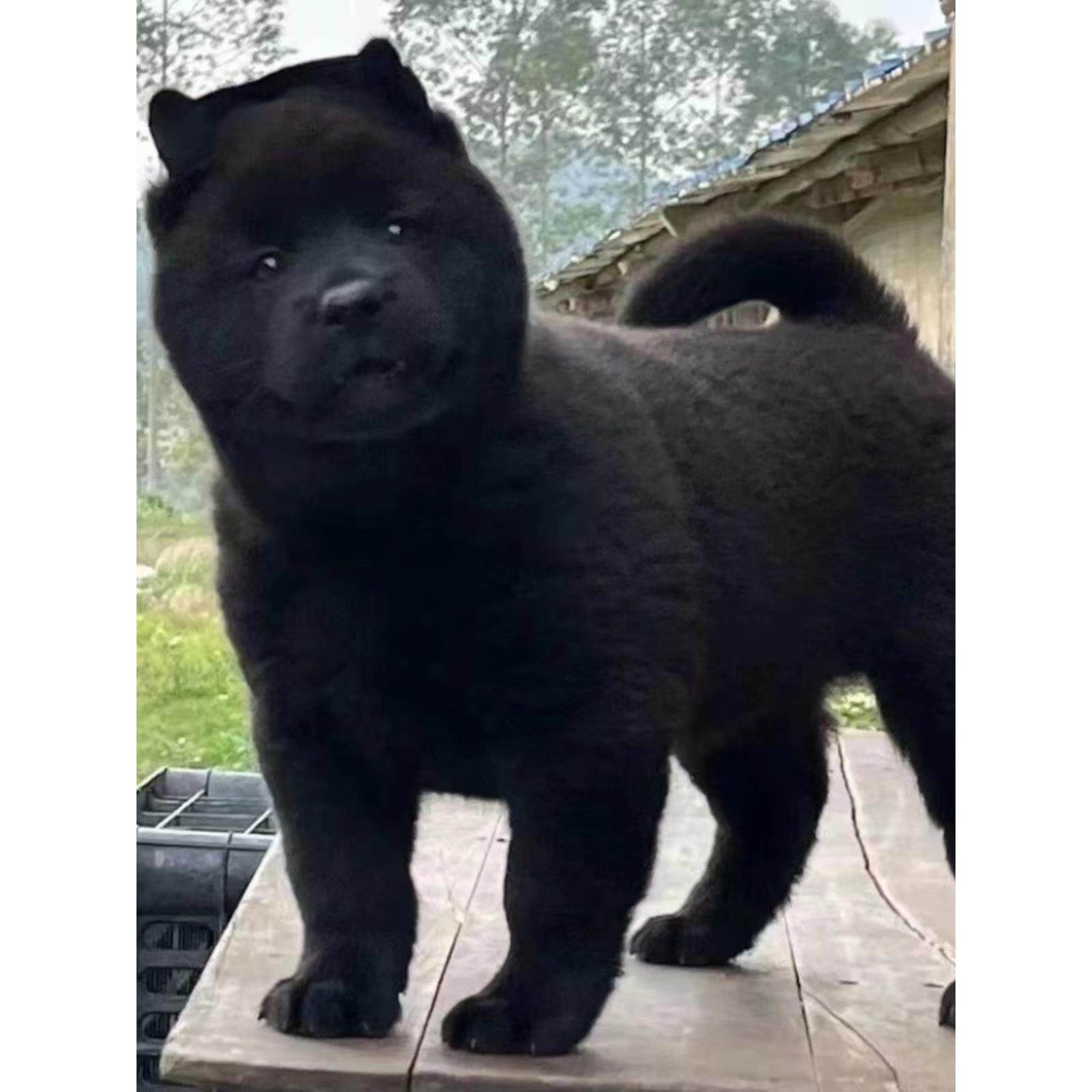 五黑犬广西土猎犬中华田园犬土狗赶山犬纯黑看家护院小黑狗狩猎犬