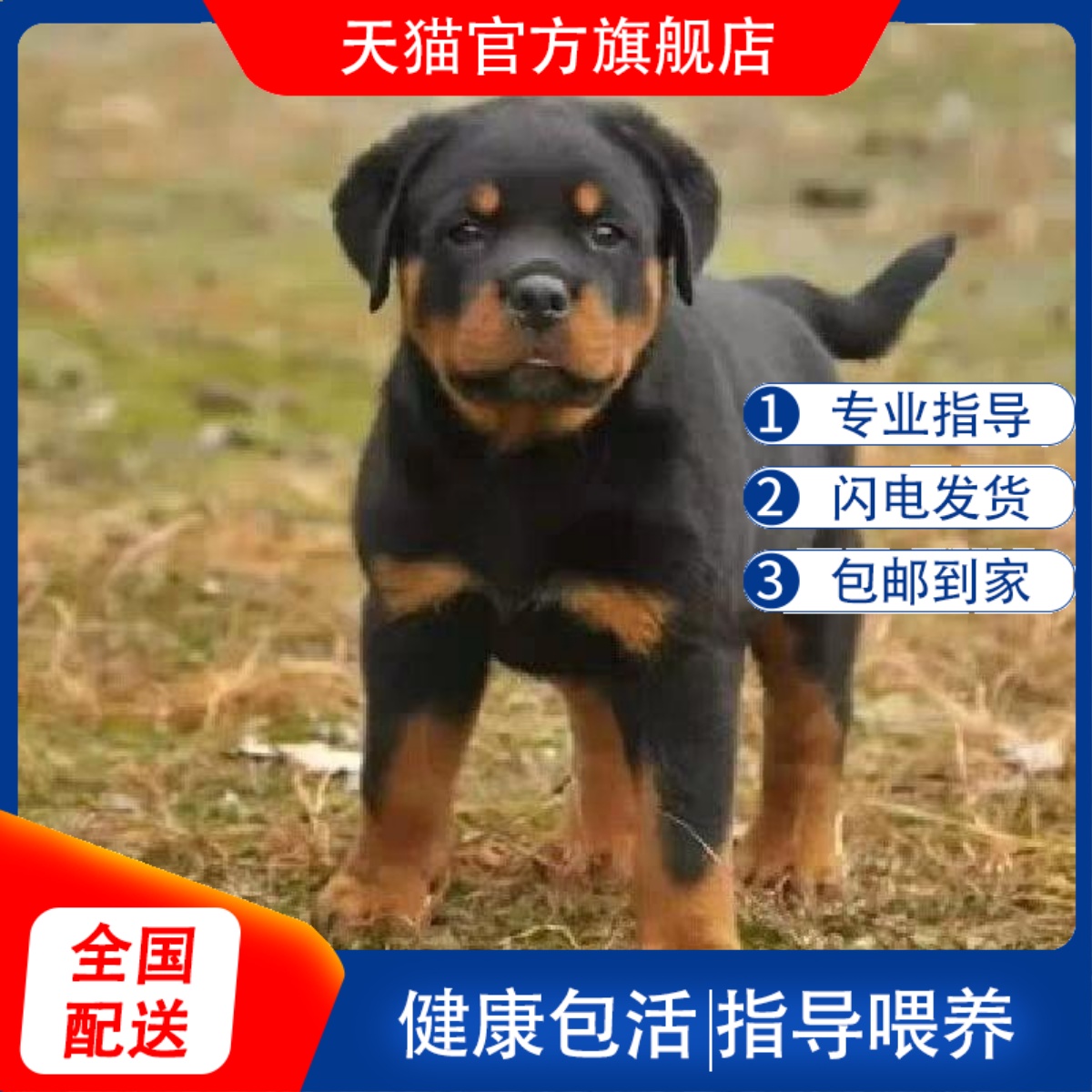 罗威纳幼犬不掉毛霸气德系活物狩猎犬虎头伴侣精品猛犬田园狼狗狗