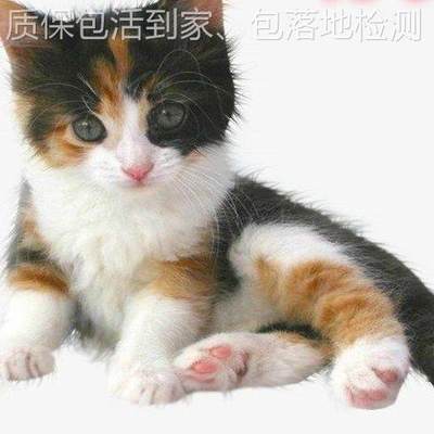 中华田园猫狸白猫幼猫