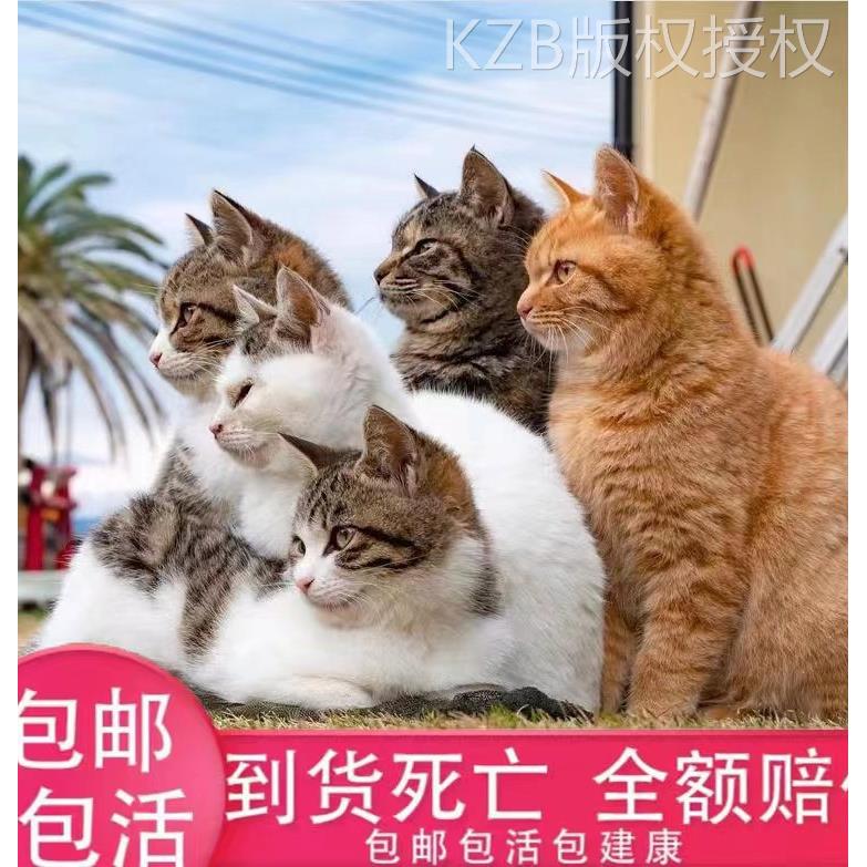 中华狸花猫捕鼠猫大猫