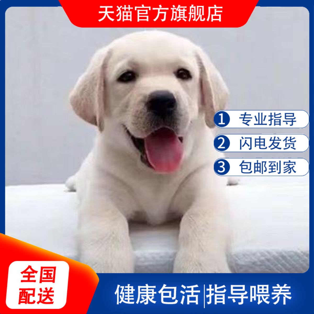 拉布拉多幼犬导盲犬黑色大型犬温顺小狗聪明活物活体工作犬便宜狗
