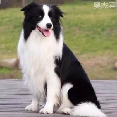 纯种边牧幼犬黑白双血统