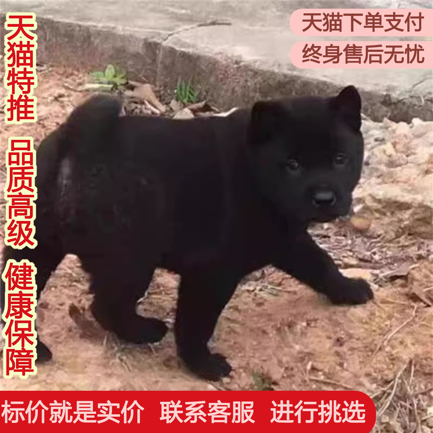 广西土猎犬幼犬虎头虎斑