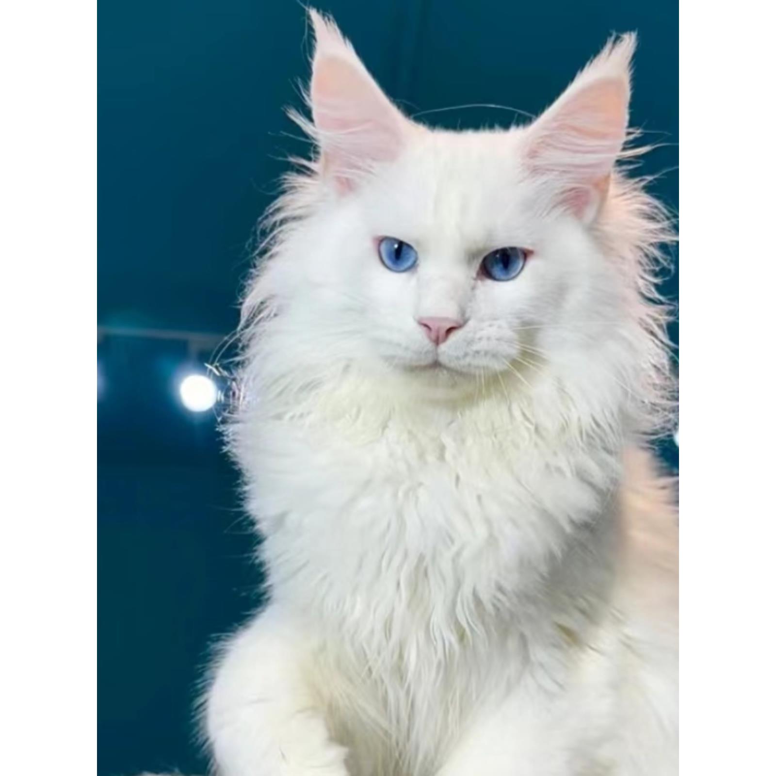 纯种缅因猫俄罗斯巨型长毛猫纯白蓝眼睛赛级双血统宠物猫活体猫舍