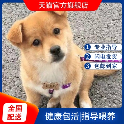 广西土猎犬中华田园犬看家护院大黄狗幼犬2个月黄狗白面正宗土狗