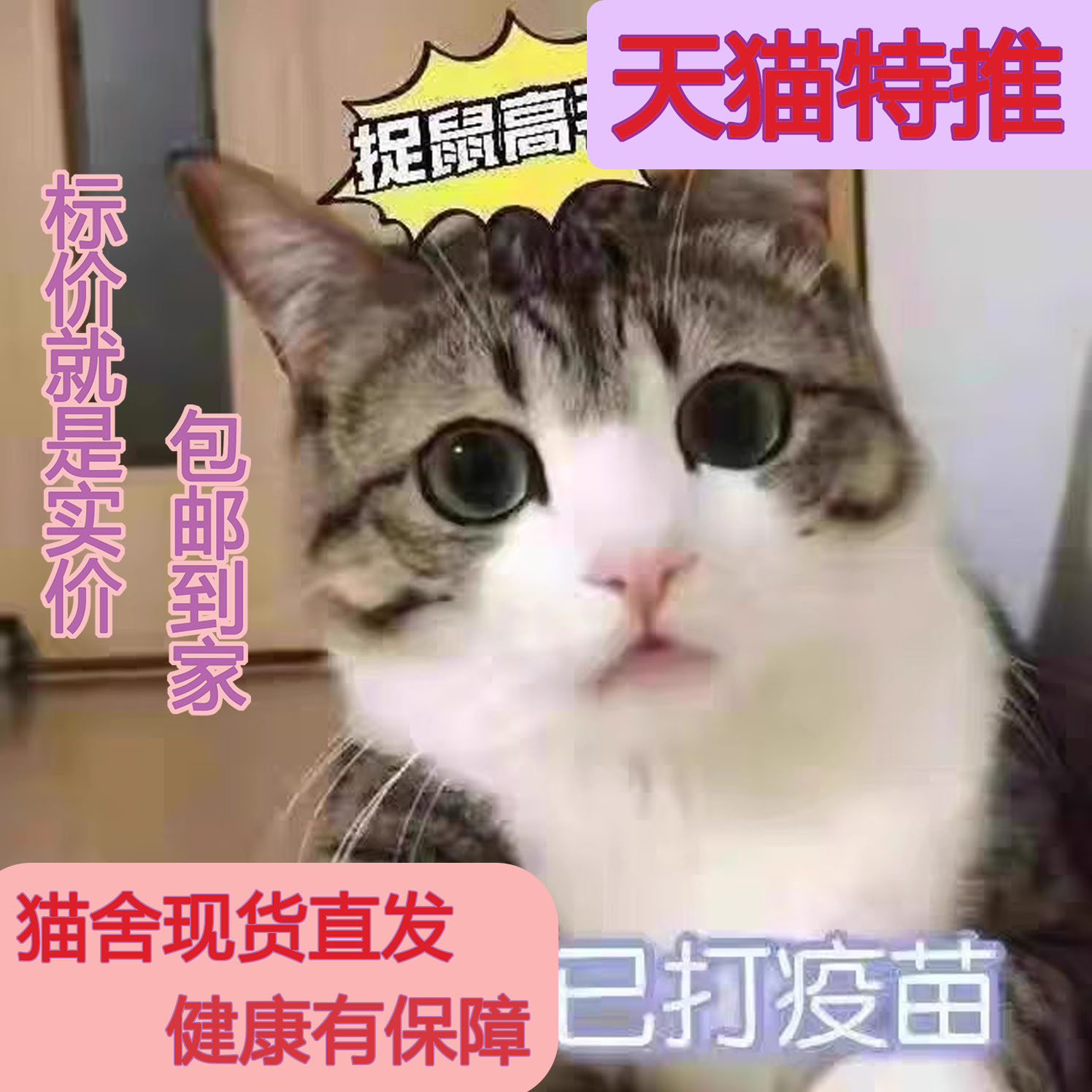 中华田园猫橘白奶牛咪三花狸小土