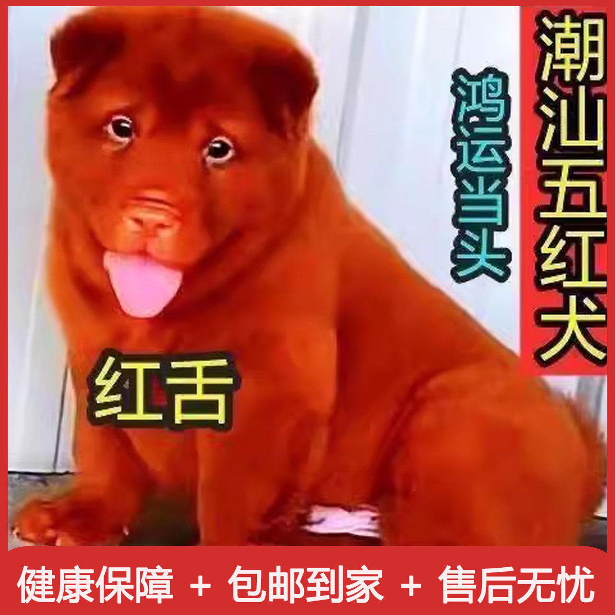 潮汕五红犬五黑犬活体幼犬狗崽狗狗虎斑红色土狗土猎犬中华田园犬