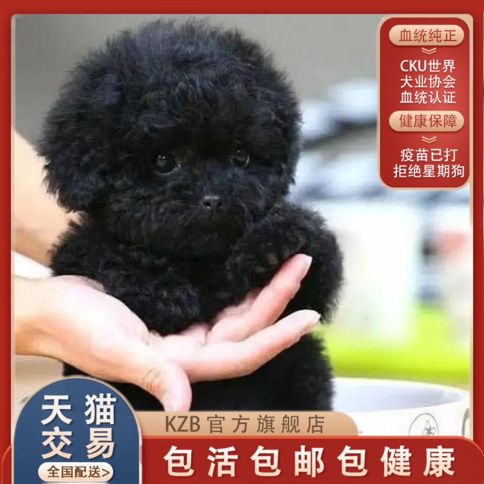 纯种泰迪幼犬活体飞耳灰色棕色泰迪贵宾犬小型犬茶杯犬家养宠物狗