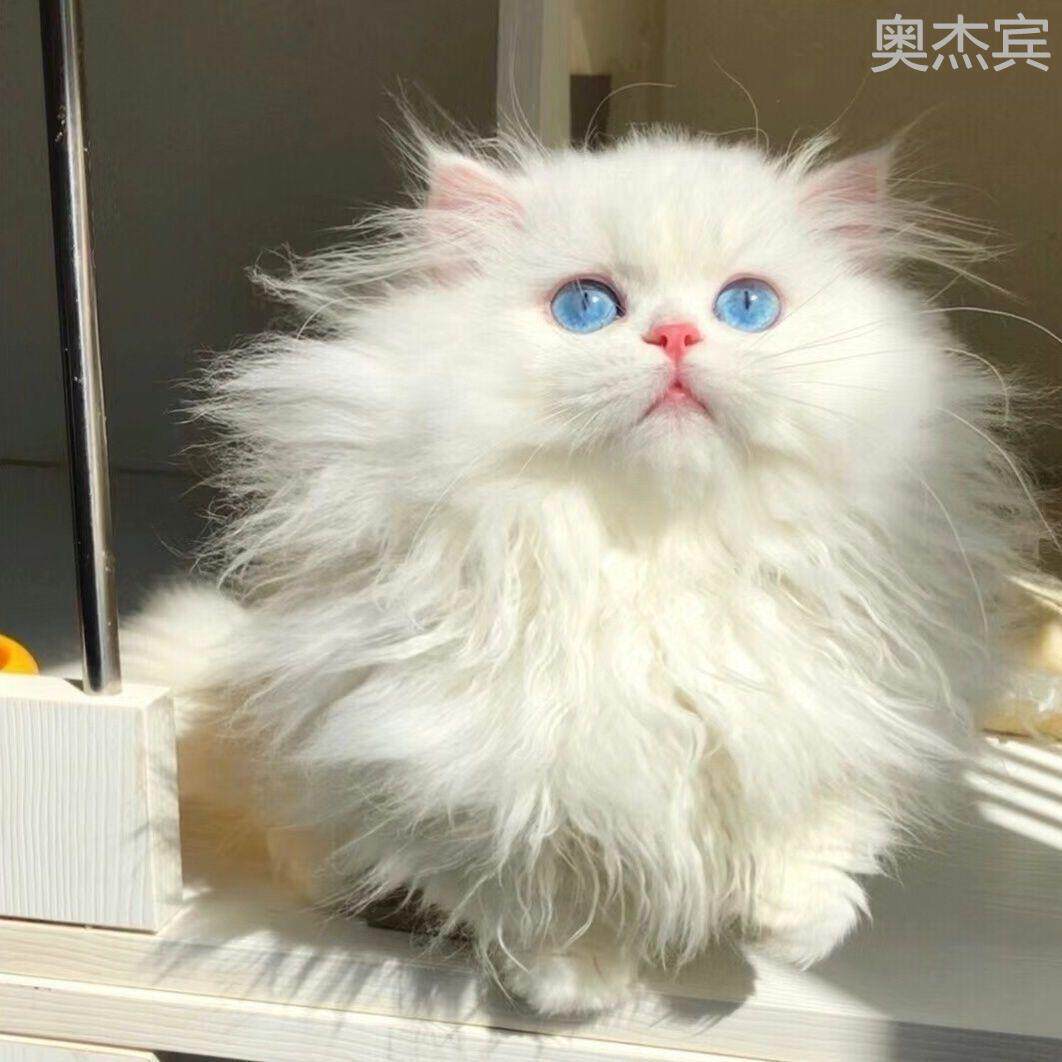 拿破仑矮脚长毛纯白蓝白乳白乳色纯黑金吉拉金渐层银渐层三花可爱