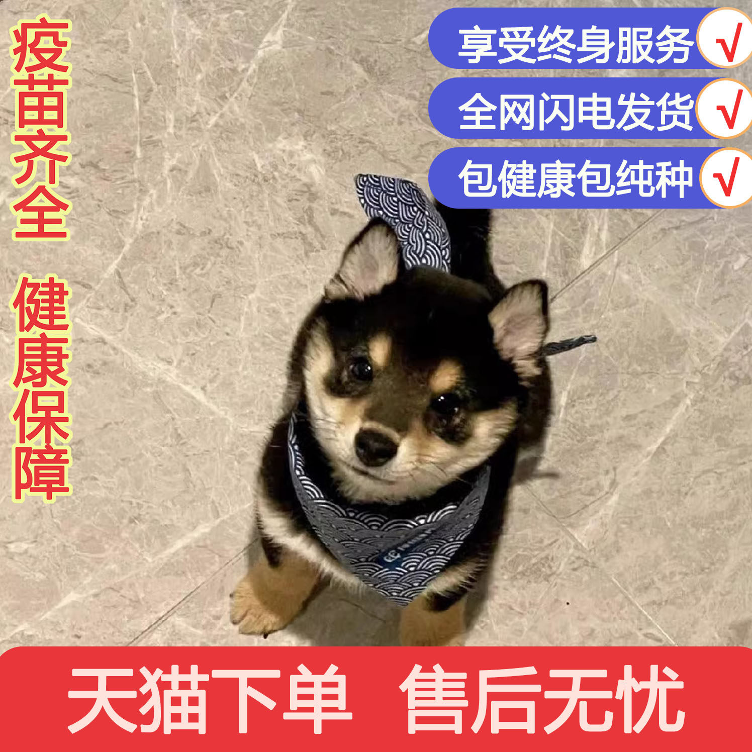 日本柴犬混血狗崽宠物犬聪明活赤柴短毛狗高智商超萌帅气便宜狗狗