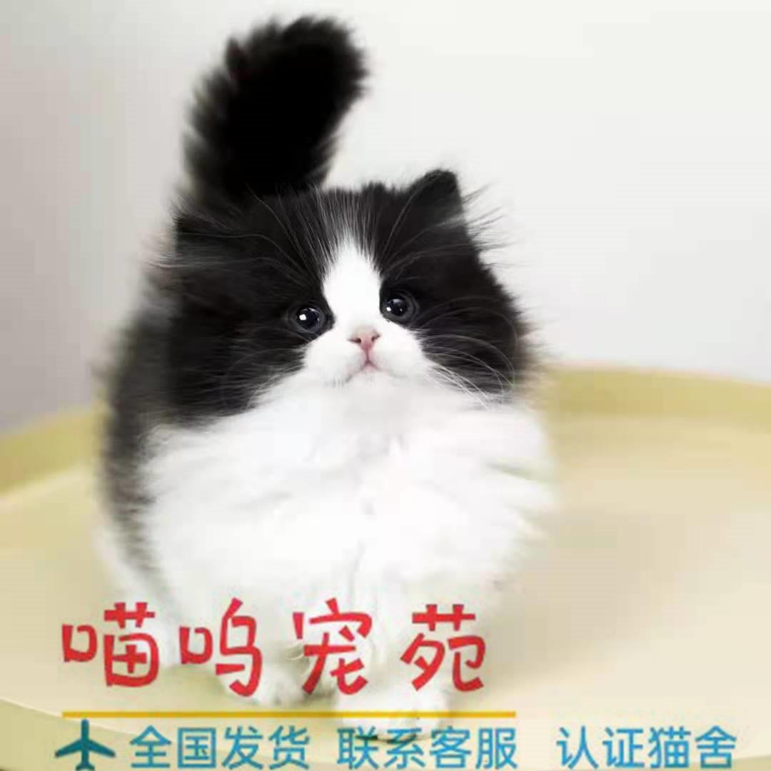 拿破仑矮脚长毛猫黑白奶牛正八开脸米努特英短活体血统猫舍宠物猫