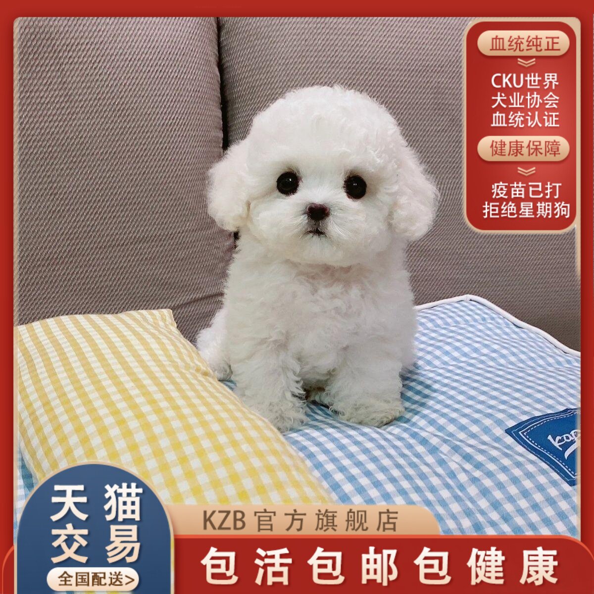 纯种比熊幼犬白色长毛长不大宠物小狗活物幼崽真狗可爱聪明比熊犬