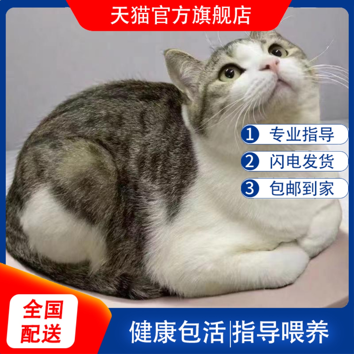 便宜田园猫成年黑白奶牛猫