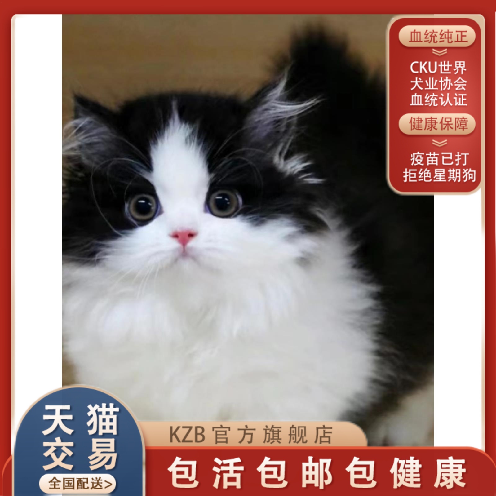 黑白拿破仑猫幼猫纯种宠物猫咪活体米努特脸版矮脚猫长不大猫幼崽