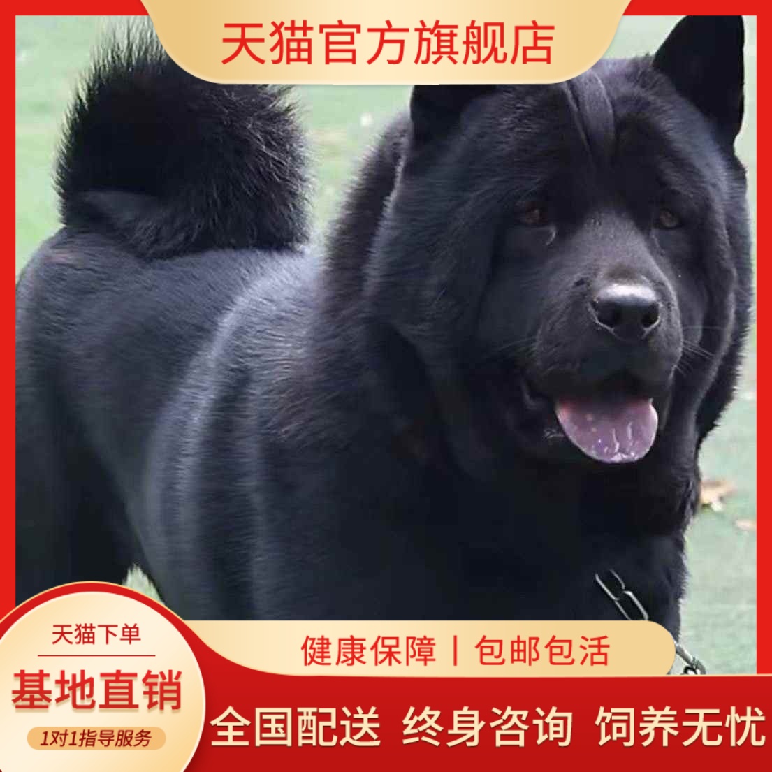 五黑犬幼犬大骨架赶山犬唐狗家庭忠诚看家护院看门狗广西土猎犬狗