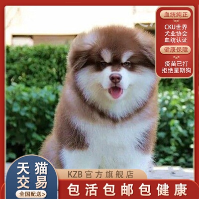 纯种阿拉斯加幼犬现货雪